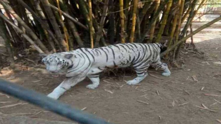 जाली तोड़ पिंजरे से बाहर आई सफेद शेरनी