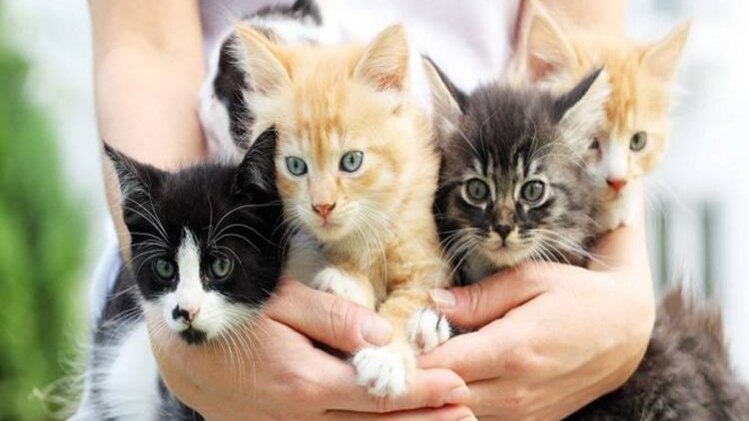 चिकन देकर बिल्लियों को फुसलाता था