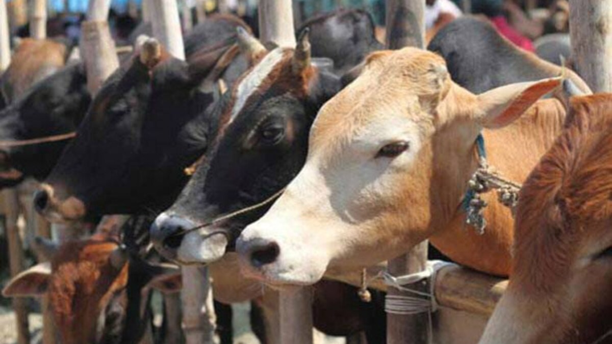 बीफ का लेबल लगाकर धड़ल्ले से हो रहा गोमांस का निर्यात, 5 राज्यों में FIR दर्ज - cow meat export in guise of buffalo meat from five states in india - AajTak