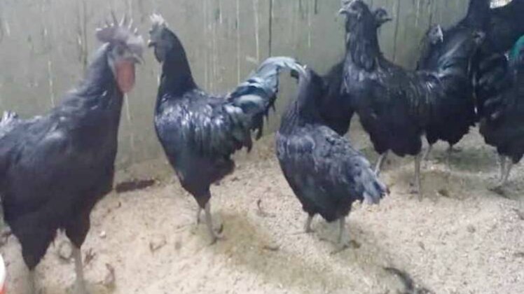 कड़कनाथ मुर्गा