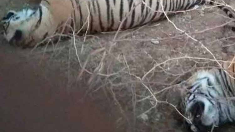 रणथम्भौर में मारे गए 2 बाघ 