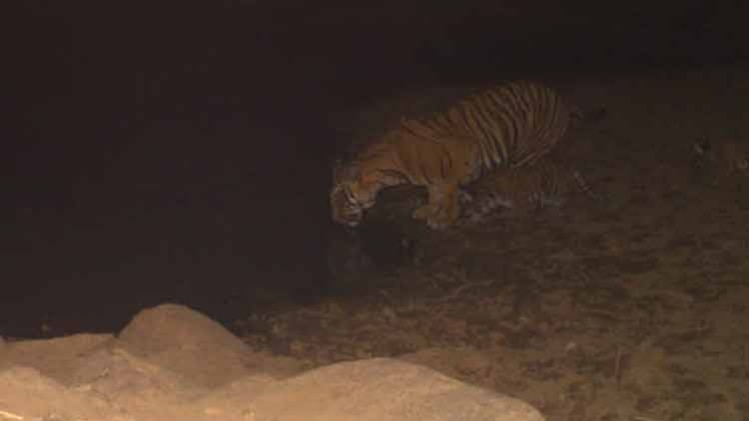 सरिस्का में टहलता एक बाघ