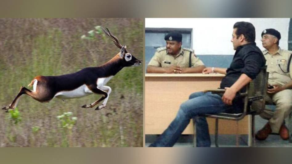 पुराणों से इतिहास तक, काले हिरण में ऐसा क्या था जो सलमान को हुई जेल - blackbuck poaching case mythology to history what makes blackbucks so special that got salman khan in