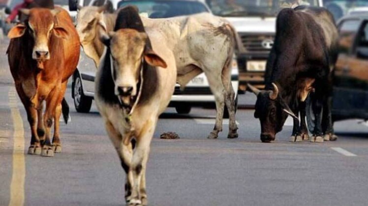 गोरक्षा के नाम पर हिंसा