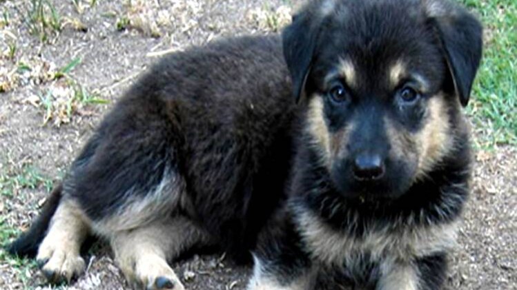 प्रतीकात्मक तस्वीर