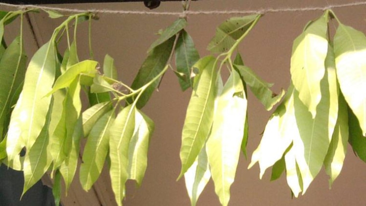 वंदनवार का महत्व