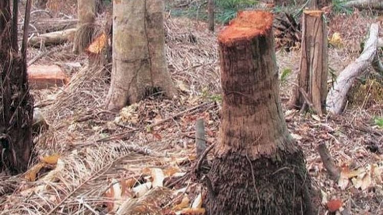 प्रतीकात्मक तस्वीर