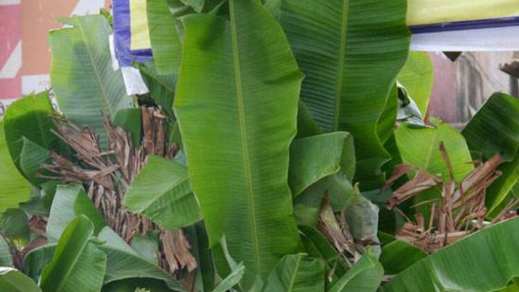 केले के पौधे का महत्व