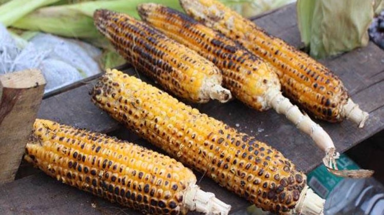 भुट्टा खाने के बाद ये चीज़े खाओगे तो जिंदगी भर खुजली और सफ़ेद दाग हो सकते है भुट्टा खाने के बाद ये चीज़े खाओगे तो जिंदगी भर खुजली और सफ़ेद दाग हो सकते है