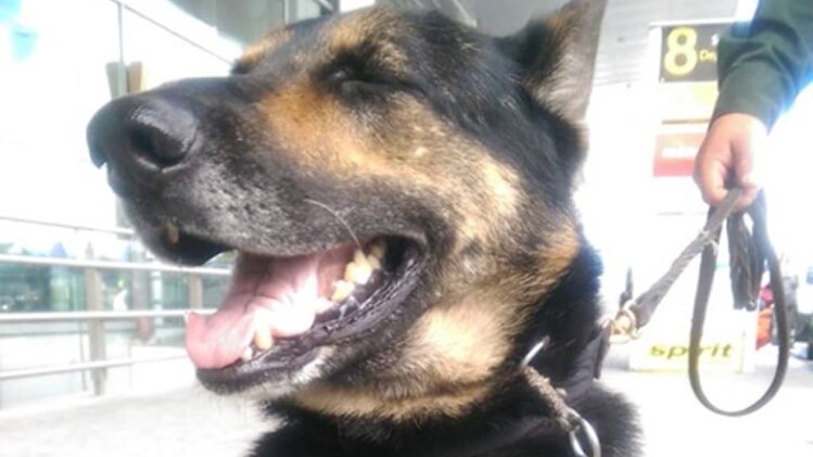 जर्मन शेफर्ड सोंब्रा