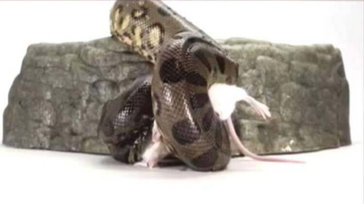 सांप-चूहे की लड़ाई