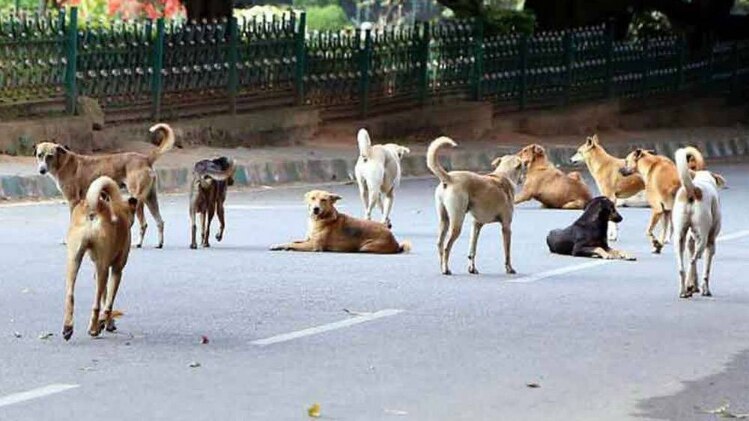 प्रतीकात्मक तस्वीर