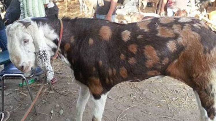 प्रतीकात्मक तस्वीर