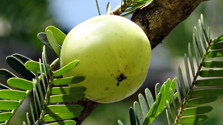 प्रतीकात्मक फोटो