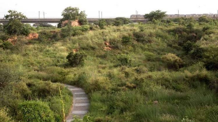 अरावली बायोडायवर्सिटी पार्क (तस्वीर- आजतक)