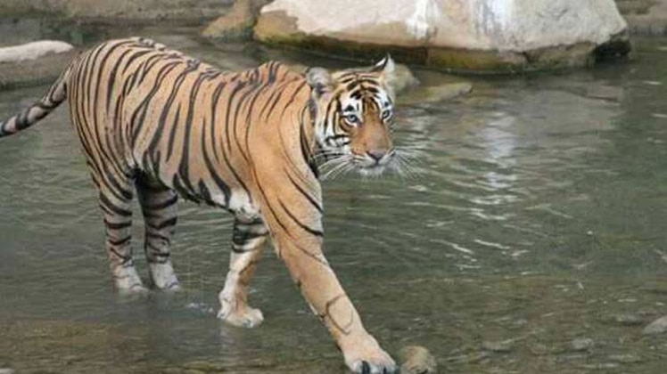 सरिस्का के गायब टाइगर की गुत्थी सुलझी