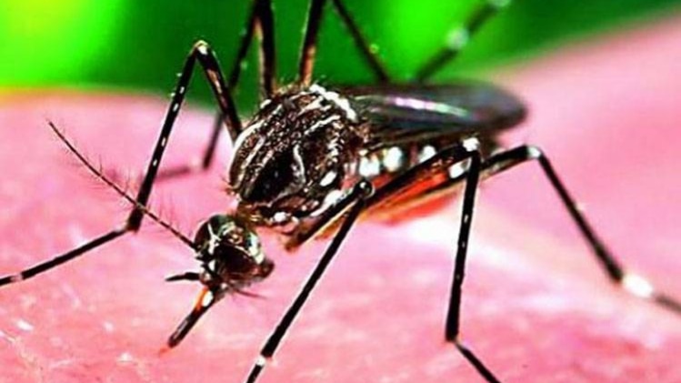 राजस्थान में जीका वायरस के 72 मामले (फोटो: पीटीआई)