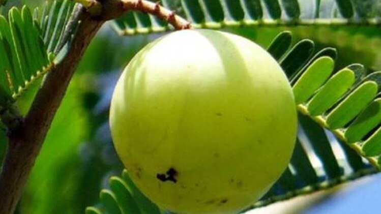 अक्षय नवमी 2018