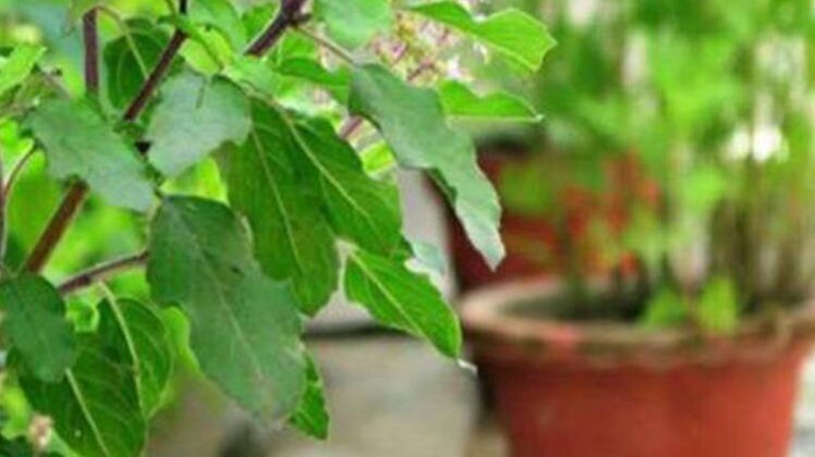 देवोत्थान एकादशी