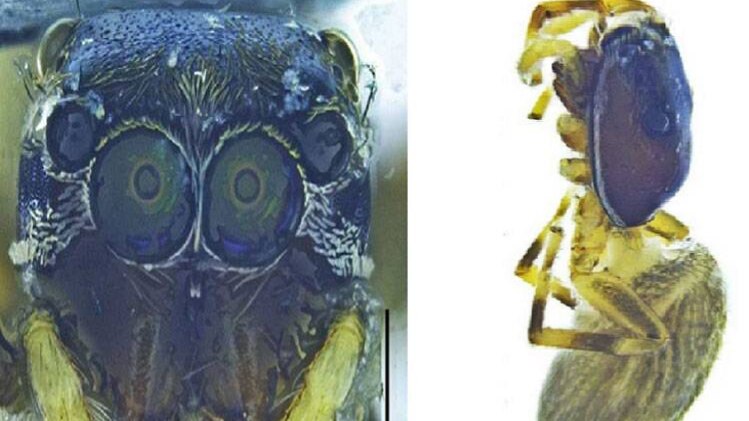 ध्रुव प्रजापति ने अपने रिसर्च के दौरान खोजी नई प्रजाति की मकड़ी (फोटो-aajtak)