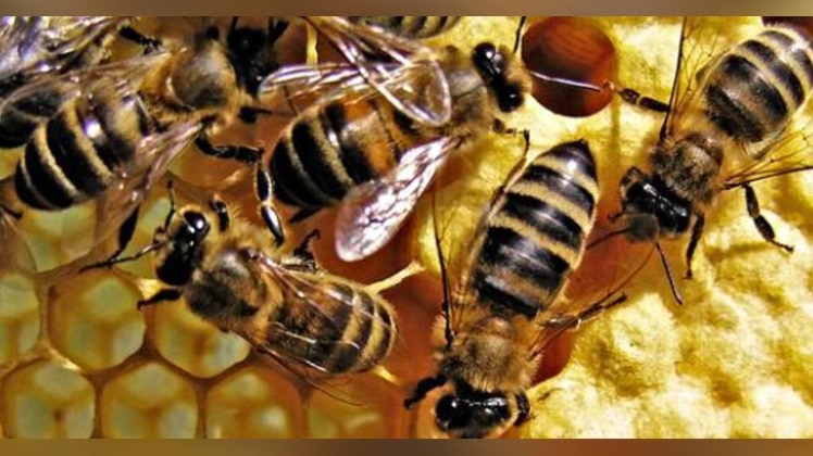 प्रतीकात्मक फोटो