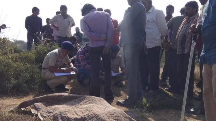 शेर का शिकार हुआ मछुआरा (फोटो-गोपी घांघर)