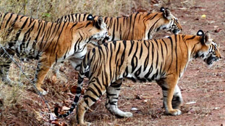 प्रतीकात्मक फोटो