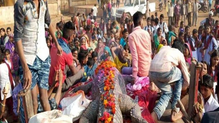 मगरमच्छ की मौत (Photo:aajtak)