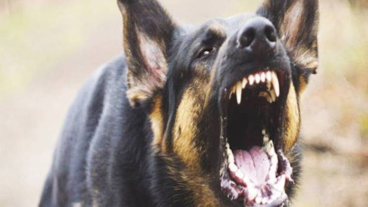 पतंग लूटने दौड़ा बच्चा, कुत्तों ने नोंचनोंचकर मार डाला street dogs