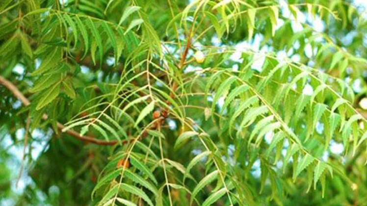 प्रतीकात्मक फोटो