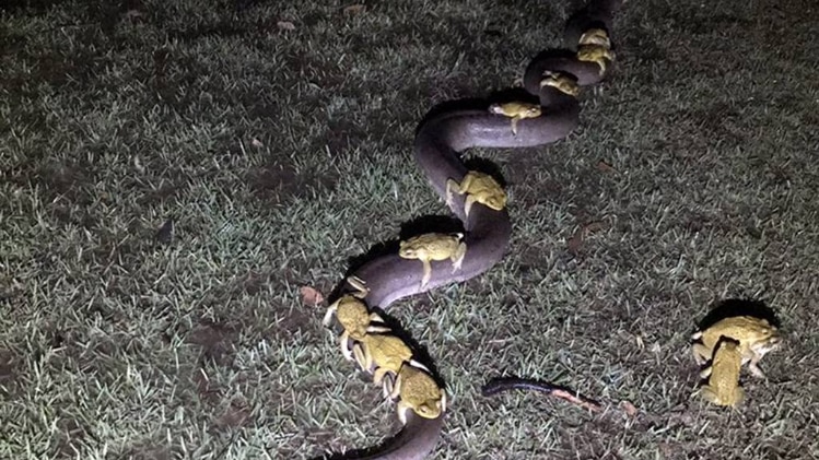 अजगर पर मेढक की सवारी