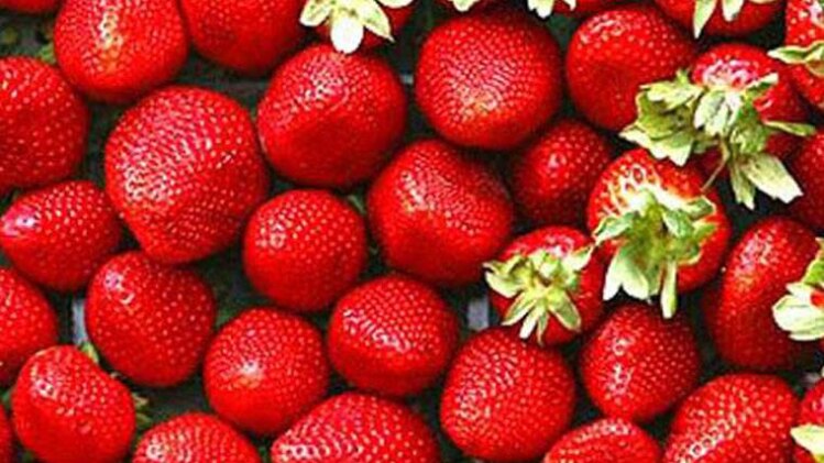 Weight Loss: वजन नहीं बढ़ाएंगे ये 5 फल