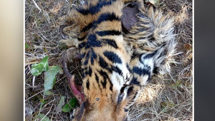 बाघ ने बाघ‍िन को चबाकर मारा (Photo: aajtak)