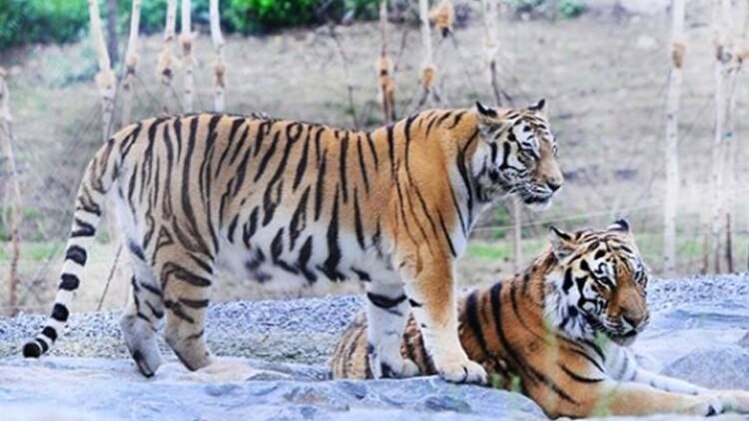 प्रतीकात्मक फोटो (Instagram)