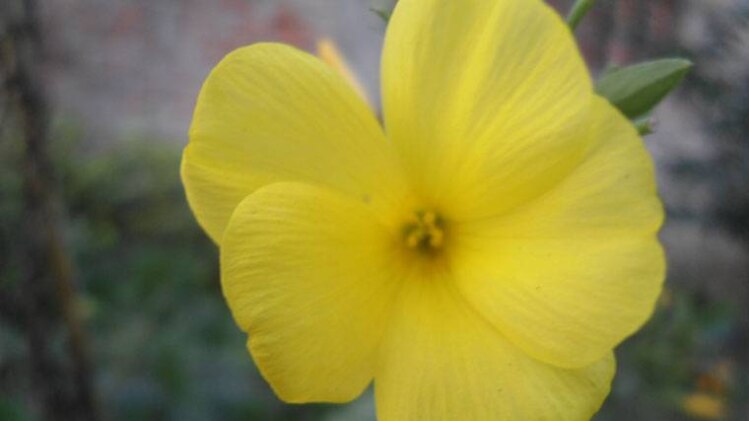 पीले रंग का महत्व