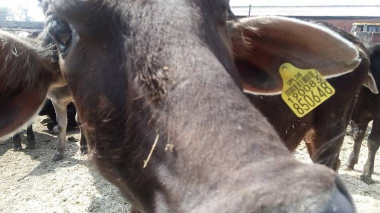 यूपी में गायों को मिला पहचना नंबर (फोटो-रोहित मिश्रा)