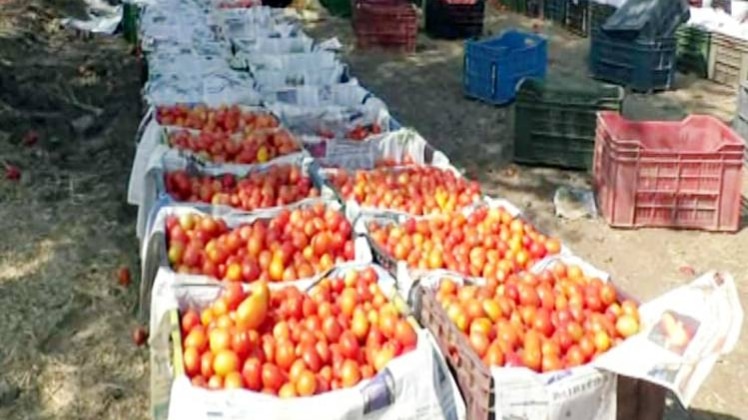 झाबुआ के क‍िसानों का टमाटर (Photo:aajtak)