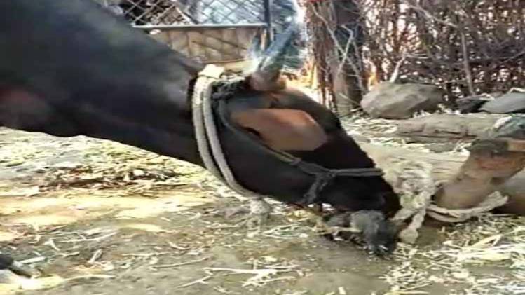 महाराष्ट्र के बुलढाणा से ये वीडियो सामने आया है. 