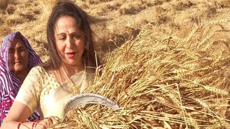 मथुरा में चुनाव प्रचार के दौरान एक खेत में पहुंची हेमा मालिनी (फोटो-आजतक)