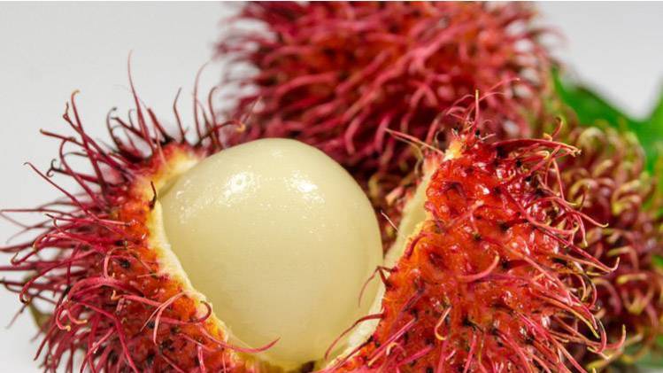 रामबुतान फल के फायदे