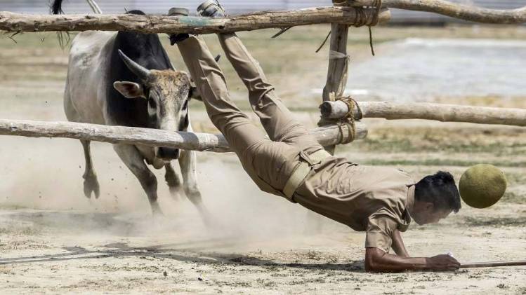 गठबंधन की रैली में घुसा सांड़ (फाइल फोटो)