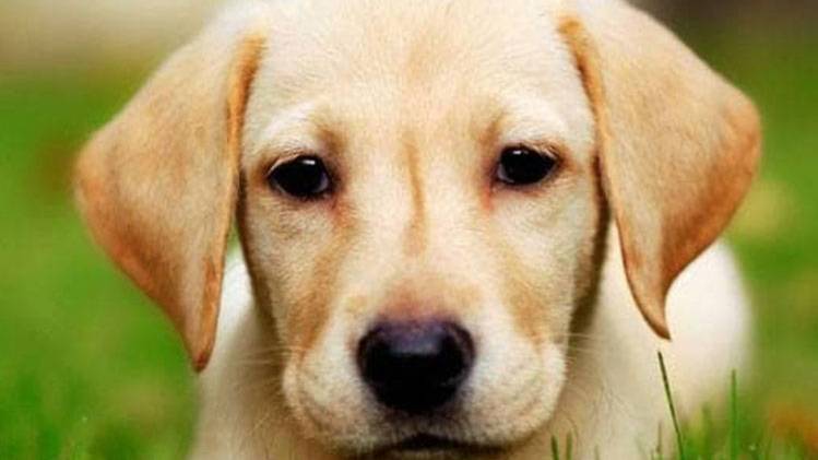 सांकेतिक फोटो