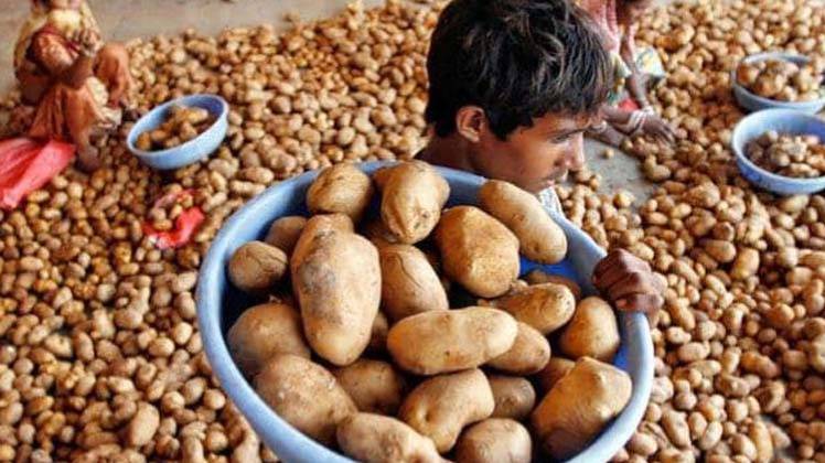 गुजरात में कुछ आलू किसानों पर पेप्सिको ने किया है मुकदमा (फोटो: रायटर्स)