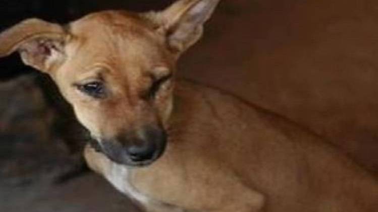 फाइल फोटो