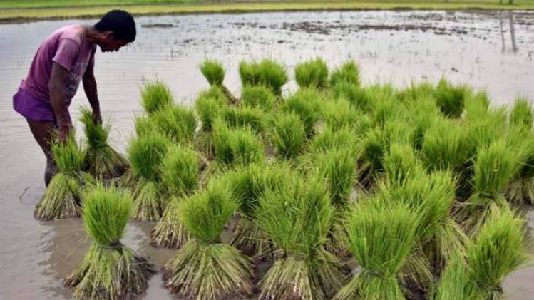 खरीफ फसलों की बुवाई में हुई देरी 