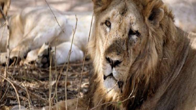 तूफान वायु का खतरा शेरों पर भी मंडराने लगा है (फाइल फोटो)