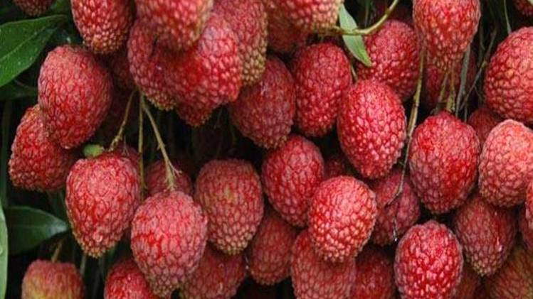 वैज्ञानिक का दावा - लीची से नहीं होता इंसेफलाइटिस, दोनों में कोई संबंध नहीं.(फाइल फोटो)