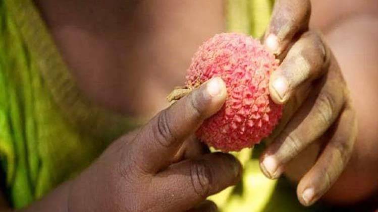 लीची खाने से हो रही हैं मौतें (फाइल फोटो)