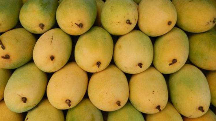 आंधी तूफान में आम की फसल को पहुंचा नुकसान (सांकेतिक-ट्विटर)