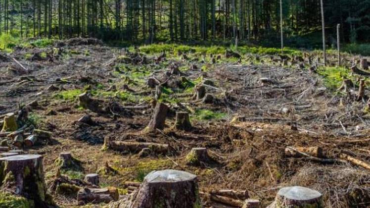 धरती से खत्म हो चुकी हैं 46 फीसदी पेड़ (सांकेतिक-ट्विटर)